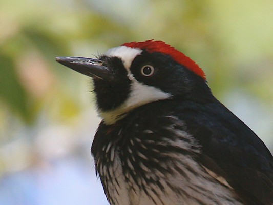 Acorn Woodpecker, California, California Birding Tour, California Wildlife Tour, California Nature Tour | Naturalist Journeys
