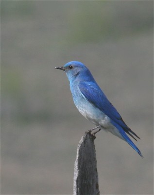 Mountain Bluebird, California, California Birding Tour, California Wildlife Tour, California Nature Tour | Naturalist Journeys