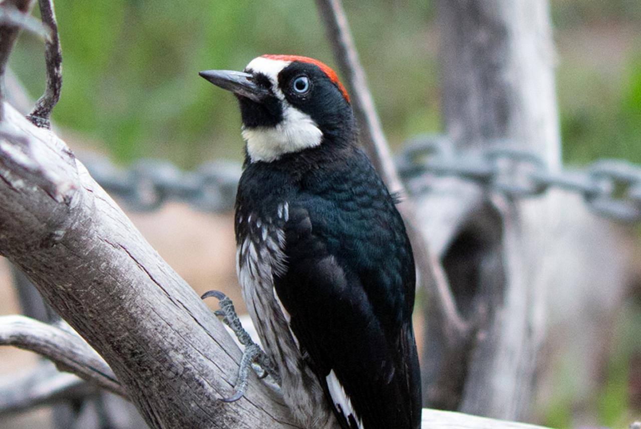 Acorn Woodpecker, California, California Birding Tour, California Nature Tour, California Wine Tour, Naturalist Journeys