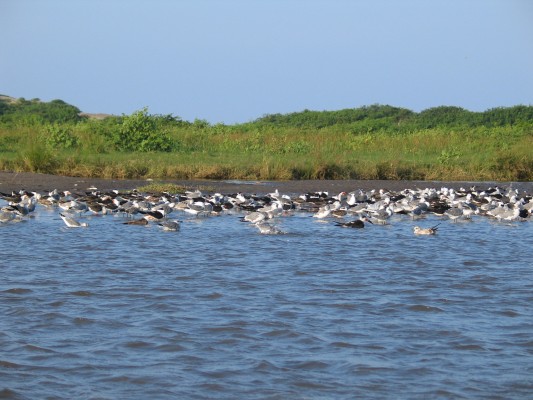 Mexico, Veracruz, River of Raptors, Raptor Migration, Migration Tour, Mexico Birding Tour, Veracruz Birding Tour, Naturalist Journeys