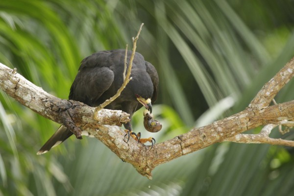Snail Kite, Mexico, Veracruz, River of Raptors, Raptor Migration, Migration Tour, Mexico Birding Tour, Veracruz Birding Tour, Naturalist Journeys