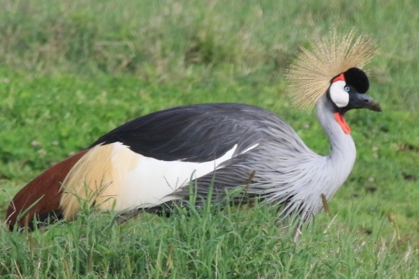 Crowned Crane, Tanzania, Tanzania Safari, African Safari, Naturalist Journeys