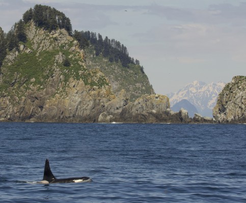 Orca, Alaska, Alaska Nature Tour, Alaska Wildlife Tour, Alaska Birding Tour, Naturalist Journeys