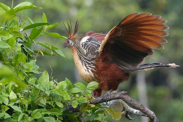 Hoatzin, Guyana, Guyana Nature Tour, Guyana Birding Tour, Guyana Wildlife Tour; Naturalist Journeys