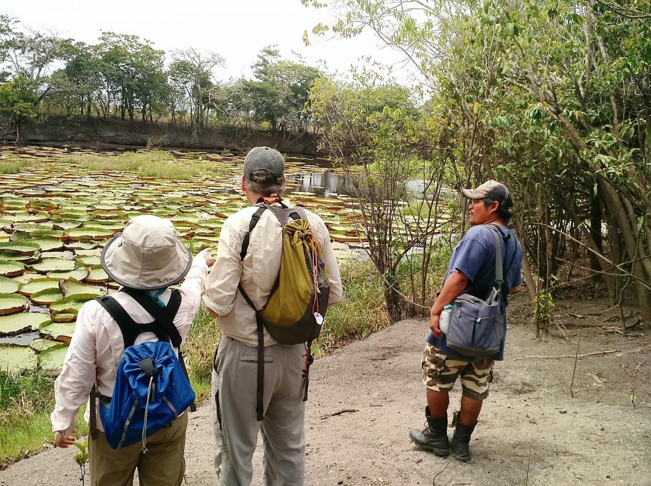 Amazonica Waterlilies, Guyana, Guyana Nature Tour, Guyana Birding Tour, Guyana Wildlife Tour; Naturalist Journeys