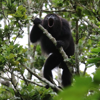 Black Howler Monkey, Guatemala, Guatemala Nature Trip, Guatemala Birding Trip, Tikal Nature Tour, Tikal Birding Tour, Naturalist Journeys