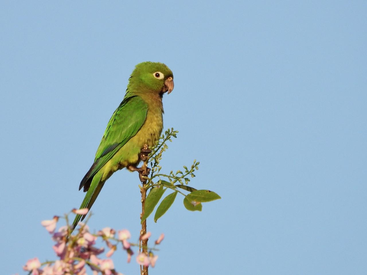 Olive-throated Parakeet, Guatemala, Guatemala Nature Tour, Guatemala Birding Tour, Naturalist Journeys