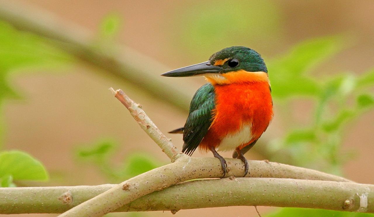 Pygmy Kingfisher, Guatemala, Guatemala Nature Tour, Guatemala Birding Tour, Naturalist Journeys