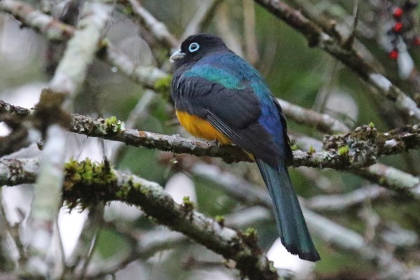 Black-headed Trogon, Guatemala, Guatemala Nature Trip, Guatemala Birding Trip, Tikal Nature Tour, Tikal Birding Tour, Naturalist Journeys
