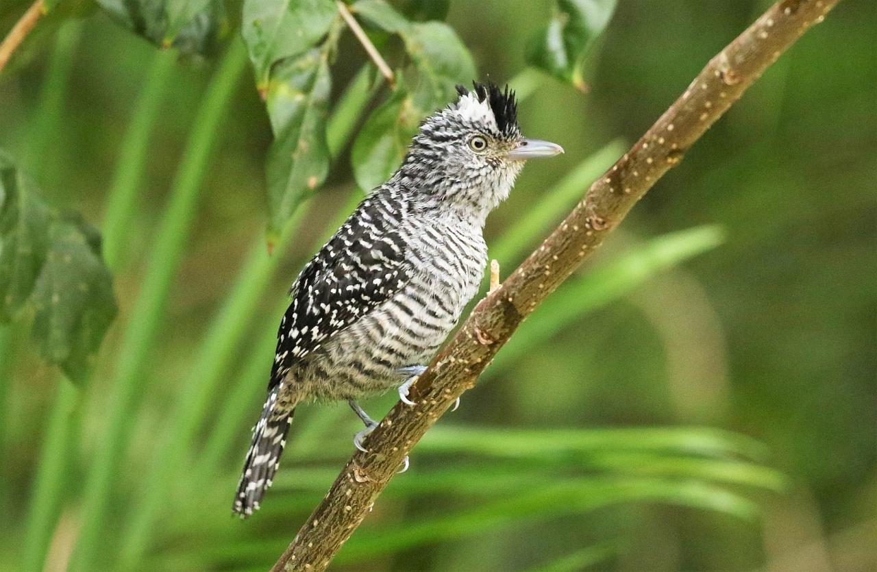 Barred Antshrike, Guatemala Nature Tour, Guatemala Birding Tour, Birding Tikal, Naturalist Journeys