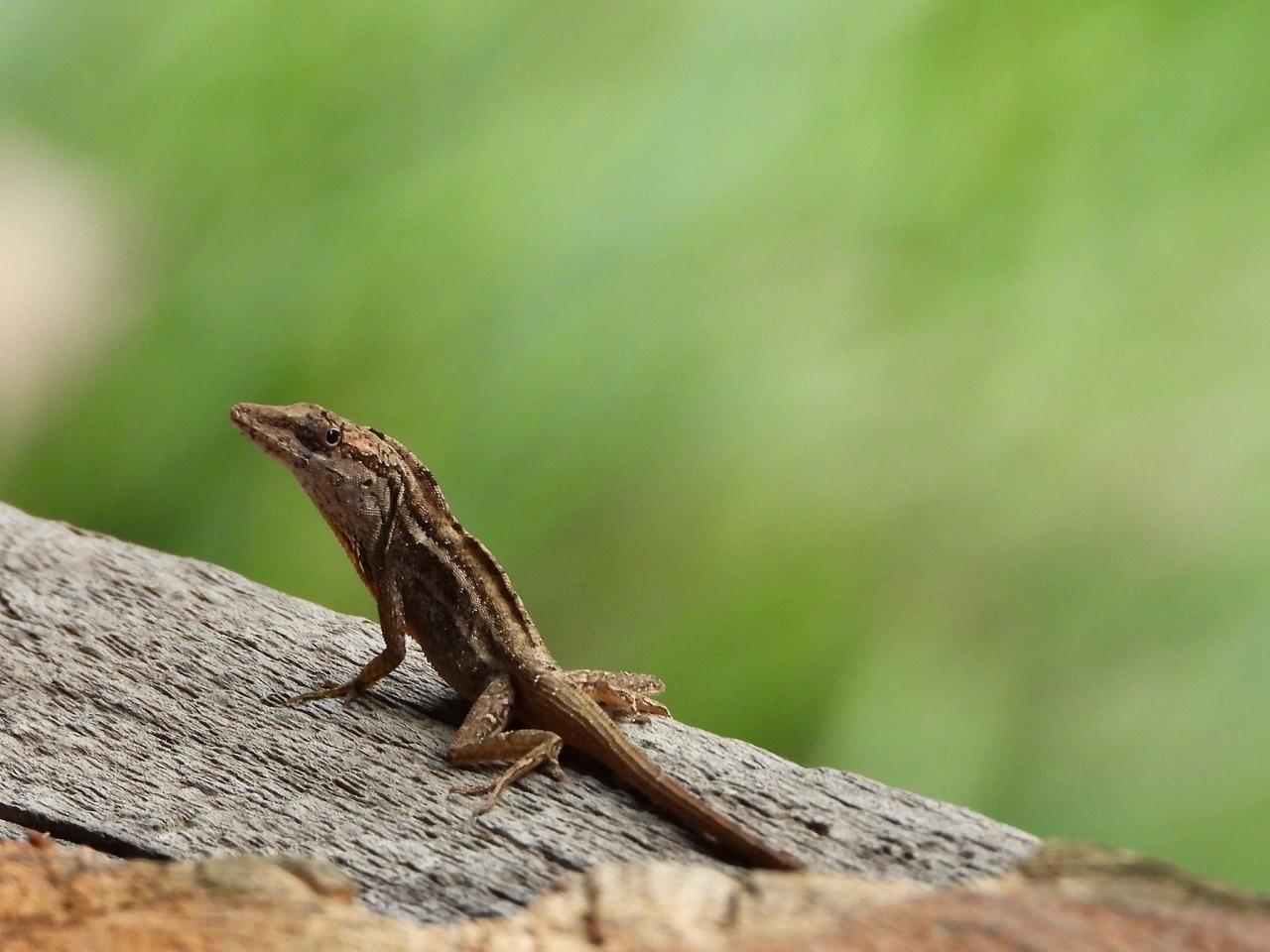 Indigo-throated Anole, Guatemala, Guatemala Nature Tour, Guatemala Birding Tour, Naturalist Journeys