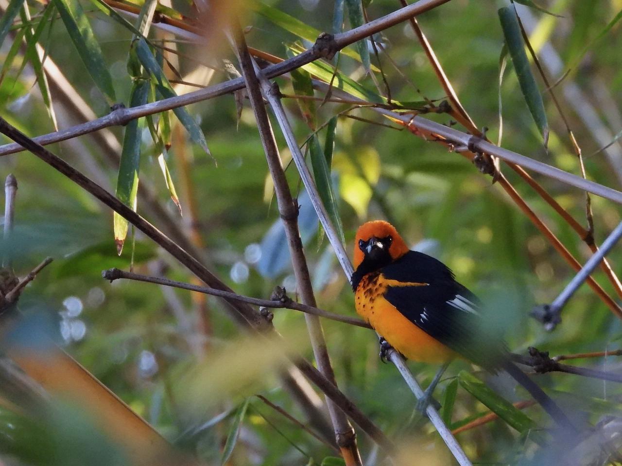 Spot-breasted Oriole, Guatemala, Guatemala Nature Tour, Guatemala Birding Tour, Naturalist Journeys