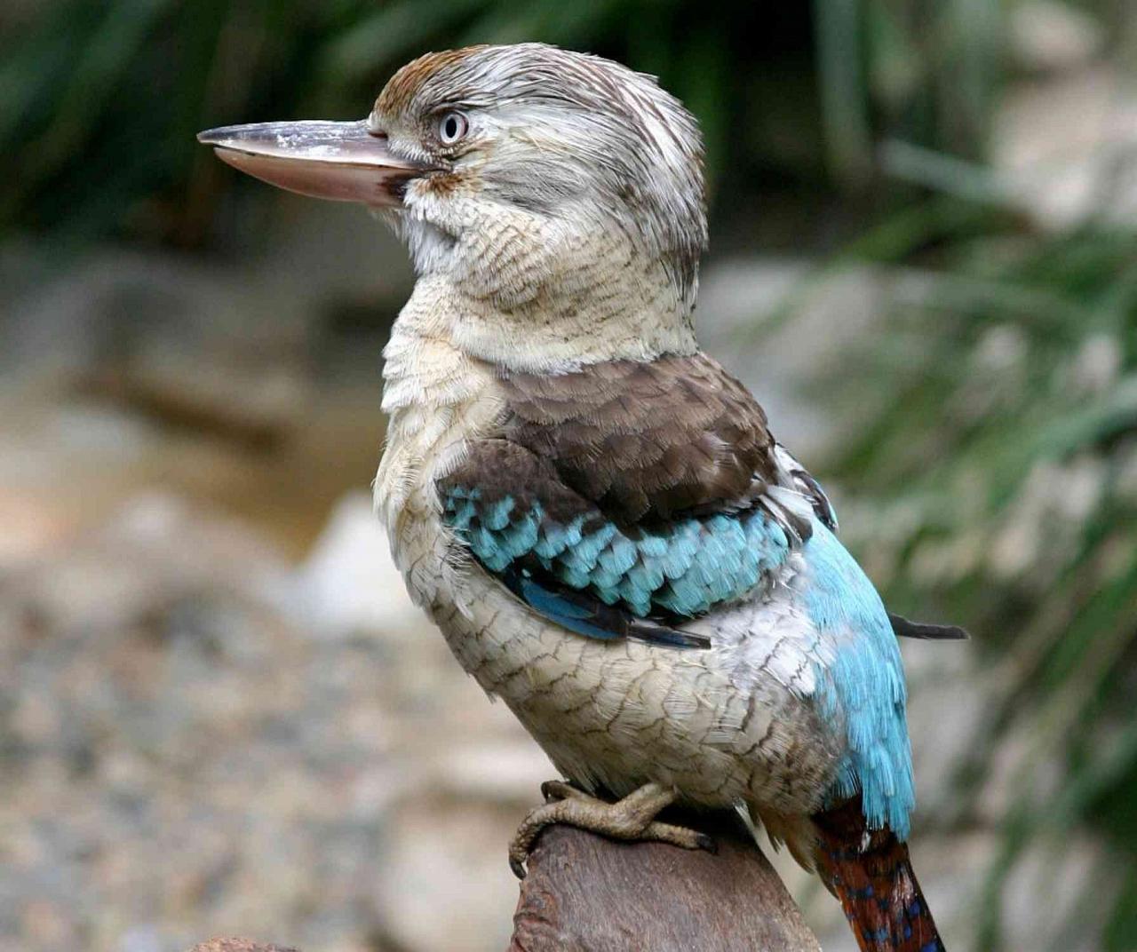 Blue-winged Kookaburra, Naturalist Journeys