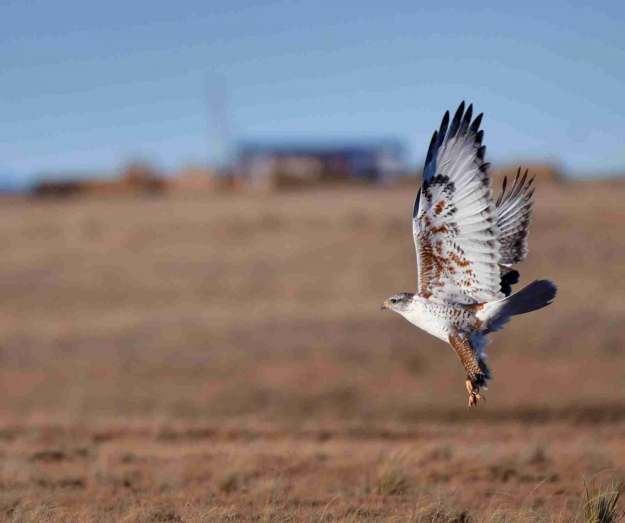 Ferruginuous Hawk; New Mexico