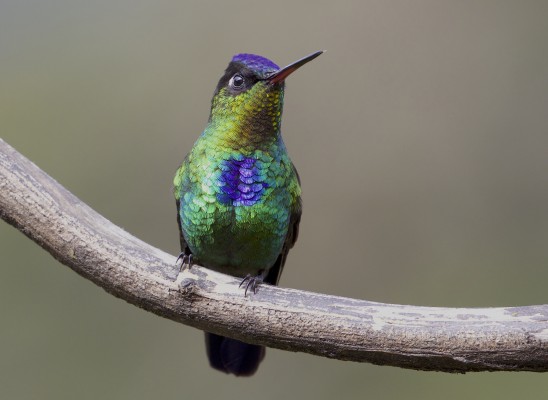 Fiery-throated Hummingbird, Costa Rica, Costa Rica Nature Tour, Costa Rica Birding Tour, Winter Costa Rica Tour, Naturalist Journeys