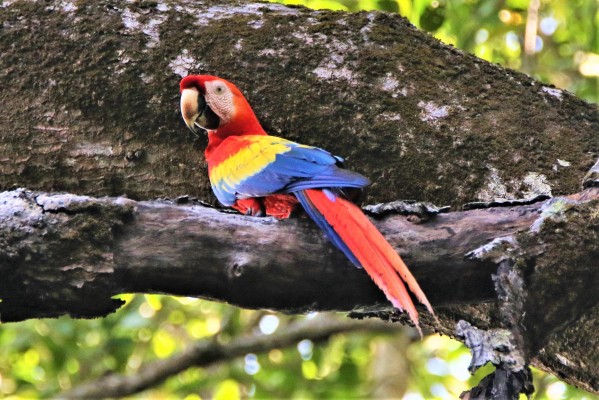 Scarlet Macaw, Costa Rica, Costa Rica Nature Tour, Costa Rica Birding Tour, Winter Costa Rica Tour, Naturalist Journeys