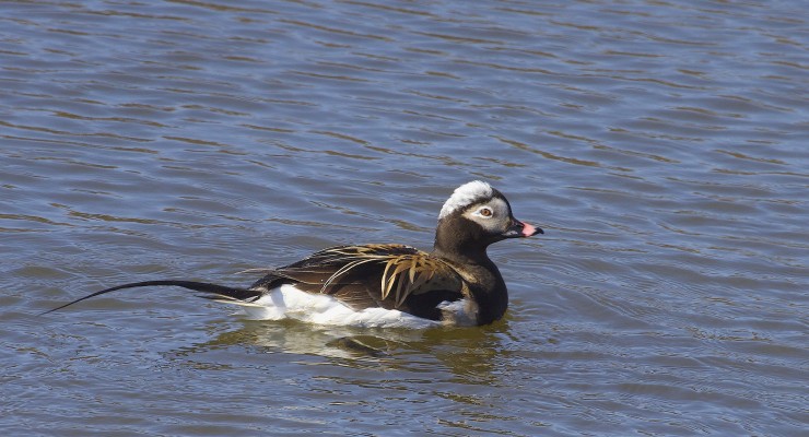 Long-tailed Duck, Washington, Washington Winter Birding Tour, Skagit Valley Winter Birding Tour, Naturalist Journeys