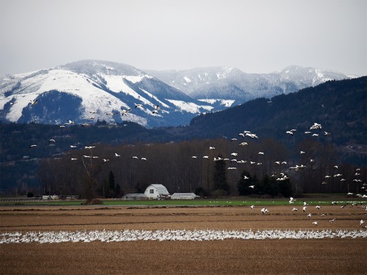 Snow Geese, Washington Winter Birding Tour, Skagit Valley Birding Tour, Naturalist Journeys