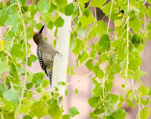 Gila Woodpecker, Arizona, Arizona Nature Tour, Arizona Birding Tour, Naturalist Journeys