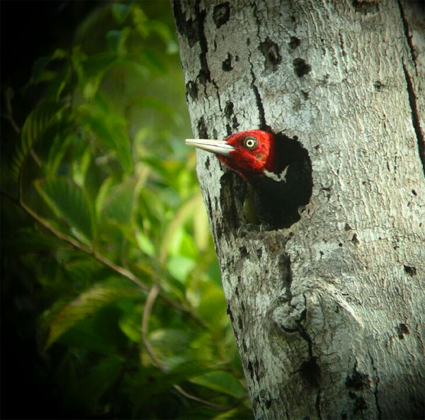 Pale-billed Woodpecker, Belize, Naturalist Journeys, Belize Birding Tour, Belize Nature Tour