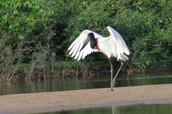 Jabiru, Belize, Belize Birding Tour, Belize Nature Tour, Naturalist Journeys