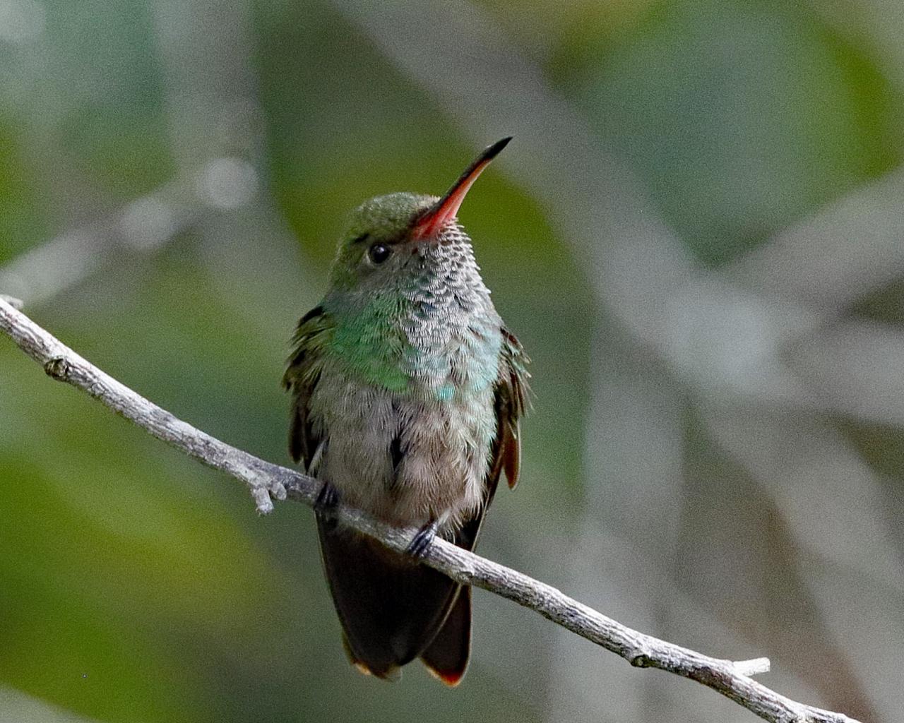 Rufous-tailed Hummingbird, Belize, Belize Birding Tour, Belize Nature Tour, Winter Belize Tour, Naturalist Journeys