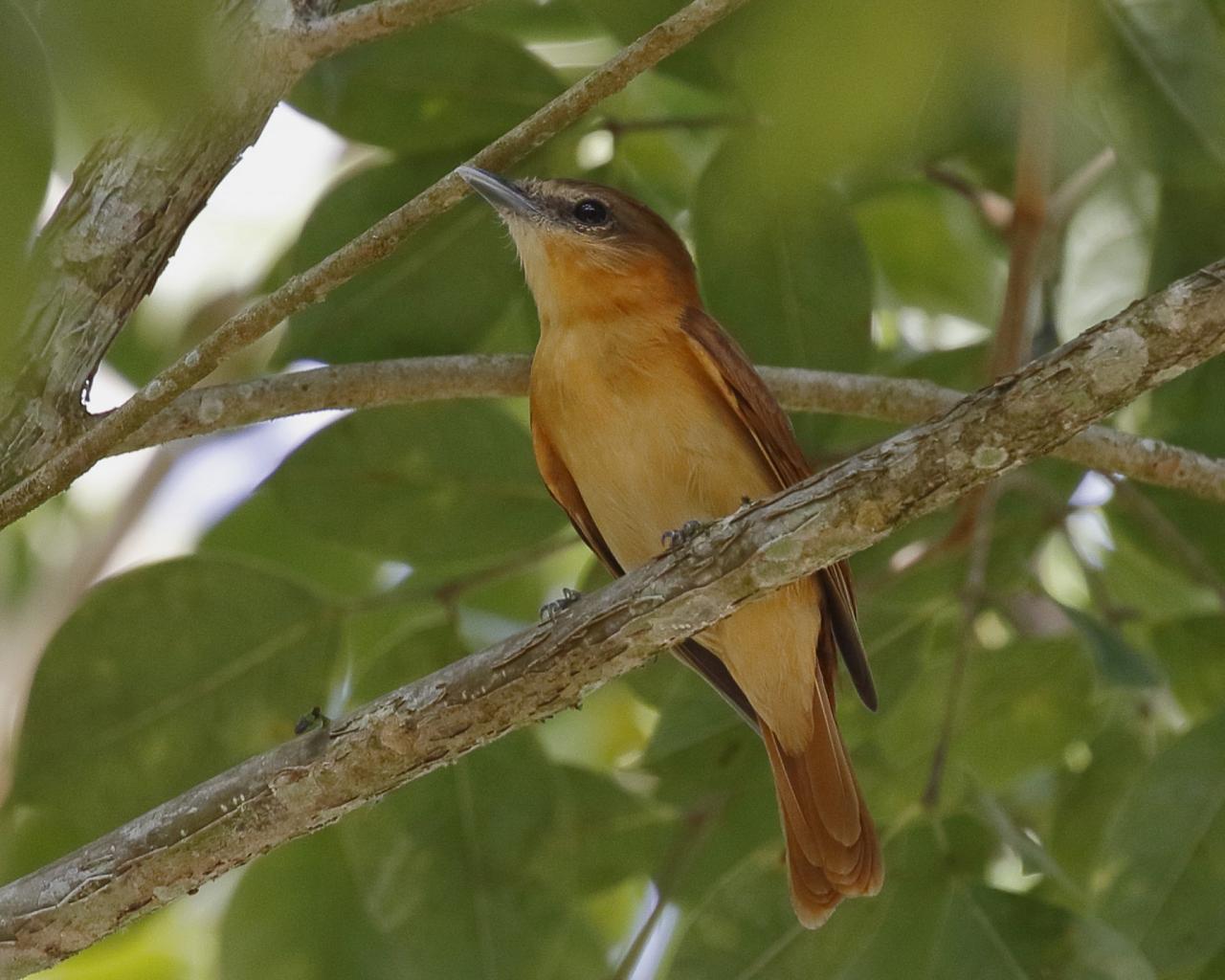 Cinnamon Becard, Belize, Belize Birding Tour, Belize Nature Tour, Winter Belize Tour, Naturalist Journeys