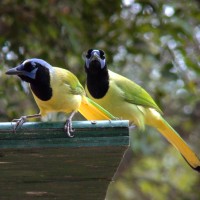 Green Jay, South Texas, South Texas Nature Tour, South Texas Birding Tour, Naturalist Journeys