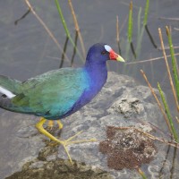 Purple Gallinule, South Florida, Naturalist Journeys 