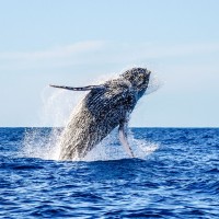 Gray Whale in Baja