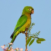 Yellow Grosbeak, Mexico Birding & Nature, Pacific Mexico Tour, Naturalist Journeys Tour, Naturalist Journeys Birding & Nature Tour