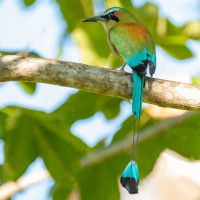 Turquoise-browed Motmot, Honduras