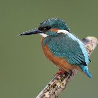 European Kingfisher, Greece, Greece Birding Tour, Greece Nature Tour, Spring Migration Tour, Naturalist Journeys