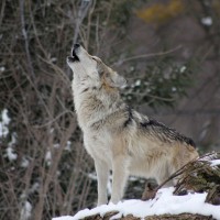 Wolf, Yellowstone National Park, Nature Tour, Wildlife Tour, National Park, Naturalist Journeys