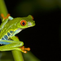 Red-eyed Tree Frog, Costa Rica, Costa Rica Nature Tour, Naturalist Journeys