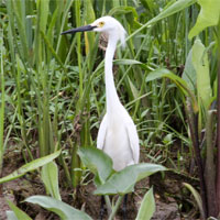 Snowy Egret, Alabama, Dauphin Island, Naturalist Journeys 