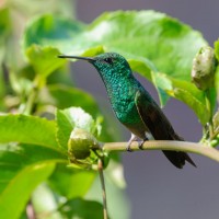 Berylline Hummingbird, Mexico Birding Tour