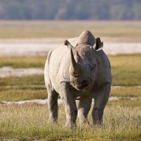 Rhino, Tanzania, Naturalist Journeys
