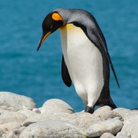Antarctic Wildlife, King Penguin Colony, Antarctica, Antarctic Nature Cruise, Antarctic Cruise, Naturalist Journeys