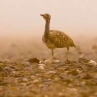 Houbara Bustard, Morocco, Morocco Birding Tour, Morocco Nature Tour, Morocco Wildlife Tour, Naturalist Journeys