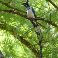 Black-throated Magpie Jay, Alamos, Mexico, Naturalist Journeys