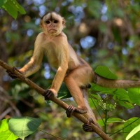  White-fronted capuchin, Trinidad Nature Tour, Trinidad Birding Tour, Trinidad Wildlife Tour, Bush Bush Nature Preserve, Naturalist Journeys 