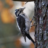 Pileated Woodpecker, Oregon, Oregon Birds, Oregon Birds and Nature