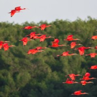 Scarlet Ibis, Caroni Swamp, Asa Wright Nature Centre, Trinidad, Trinidad Birding Tour, Trinidad Butterfly tour, Trinidad Nature Tour, Naturalist Journeys 