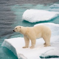 Polar Bear, Spitsbergen, Arctic, Arctic Nature Cruise, Arctic Wildlife Cruise, Arctic Cruise, Naturalist Journeys