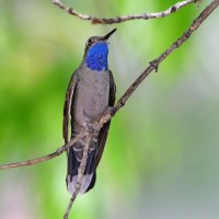 Blue-throated Mountain-gem, Southeast Arizona, Arizona, Arizona Nature Tour, Arizona Birding Tour, Naturalist Journeys