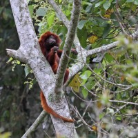 Red Howler Monkey, Colombia Santa Marta, Naturalist Journeys