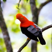 Andean Cock-of-the-rock, Ecuador birding & nature tour