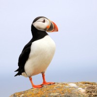 Atlantic Puffin Newfoundland