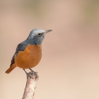 Short-toed Rock Thrush, Namibia, Naturalist Journeys 